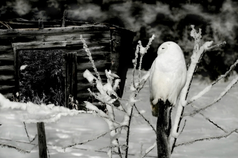 slideshow