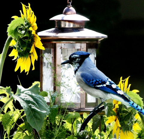 slideshow