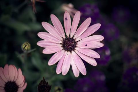 slideshow