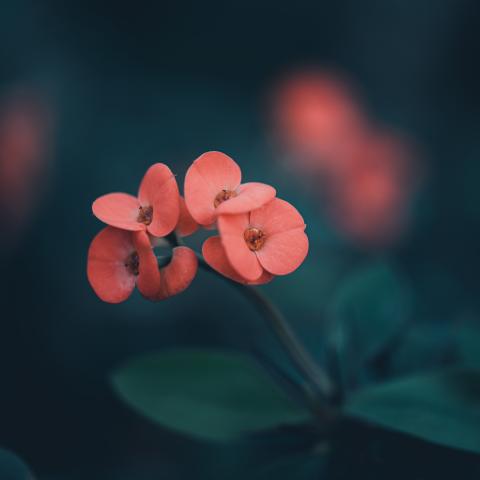 slideshow